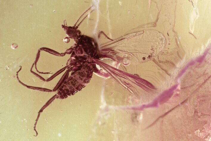 Fossil Biting Midge (Ceratopogonidae) in Baltic Amber #335792